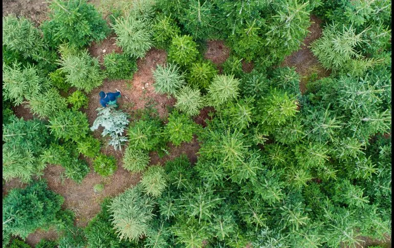 Un hombre traslada un Ã¡rbol de Navidad en una plantaciÃ³n en Negenborn, en el norte de Alemania. AFP/DPA/J. Stratenschulte