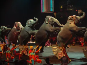 Prohibición de animales en circos iniciará el 8 de julio