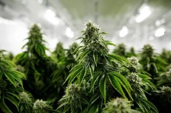 Colombia regula el uso del cannabis en varios sectores productivos