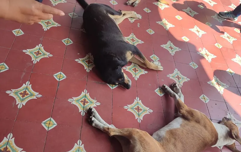 perros sedados Tehuacán