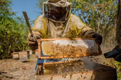Conquista miel mexicana mercados internacionales por su calidad y sabor