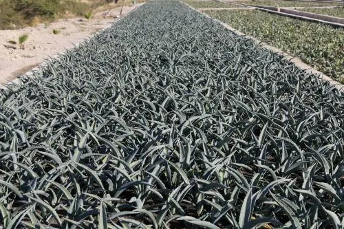 Huehuetlán El Grande, ruta del mezcal