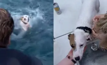 Jóvenes rescatan a supuesto perrito náufrago; el suceso genera dudas en los internautas