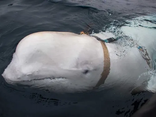 Hallan una misteriosa beluga que podría ser ‘soldado’ de Rusia