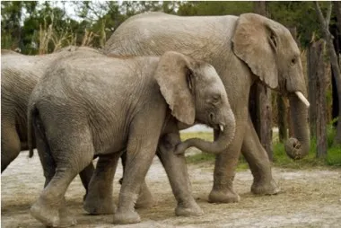 Africam rescató a nueve elefantes de Namibia