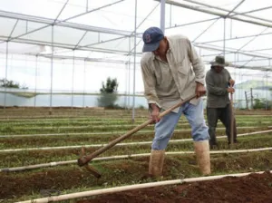 Economía crece en el cuarto trimestre de 2016