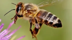 Abejas inspiran sistema de aterrizaje para robots aéreos