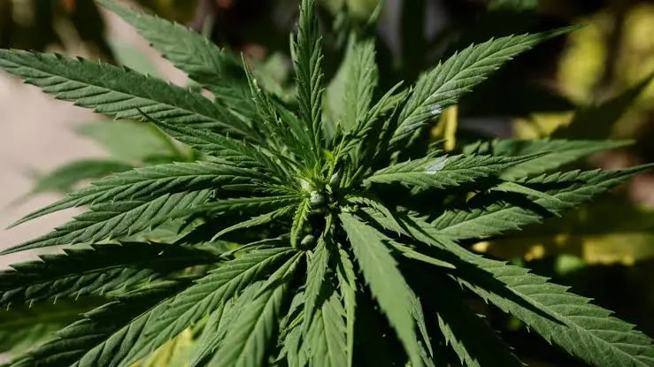 Mariguana en México permanece en un limbo legal tras fallo de SCJN