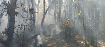 Liquidado incendio forestal en Coyomeapan y en el cerro Zapotecas ya esta controlado: Céspedes Peregrina
