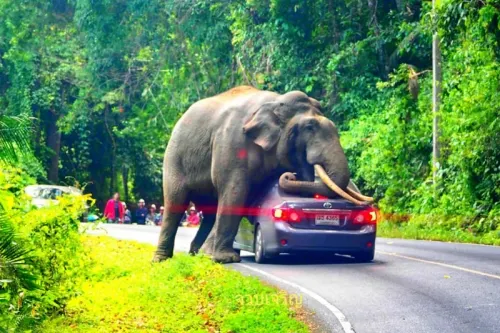 Elefante destroza automóvil; se frota, sienta y recuesta sobre éste