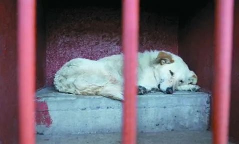 Declaran inocentes a 25 perros capturados en el DF