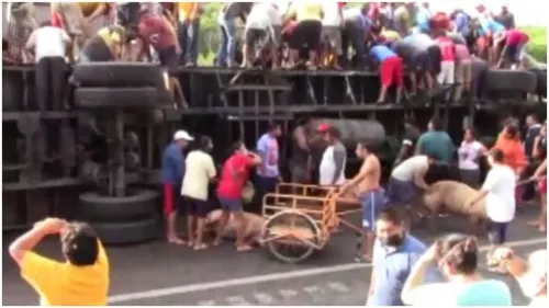 Roban más de 200 cerdos tras volcadura de tráiler en la carretera Campeche-Mérida
