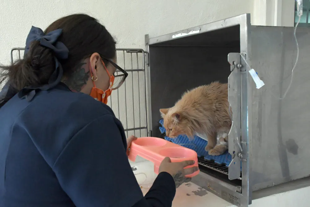 Hospital Veterinario