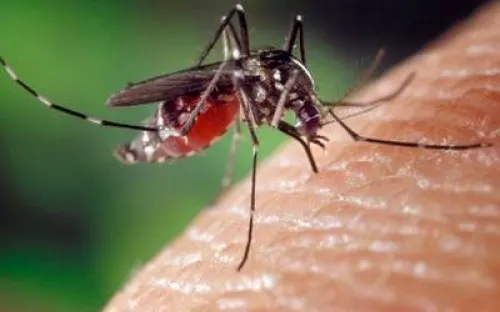Puebla identifica 250 casos de dengue y 6 están considerados como graves 
