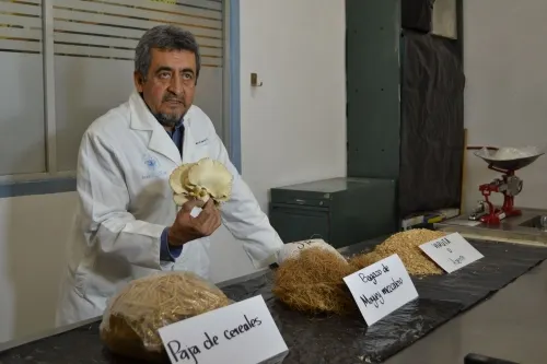 Impulsa la BUAP cultivo y consumo de hongo Pleurotus en zonas marginadas