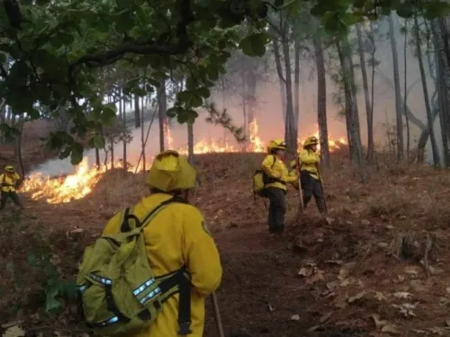 Se reportan 22 incendios forestales en 5 estados del país