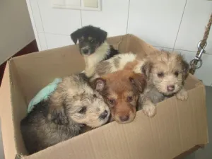 Tras época navideña aumenta 3% abandono de cachorros