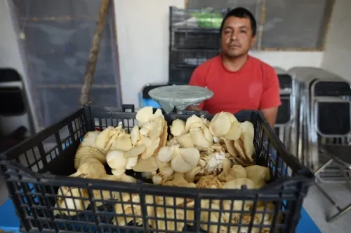 Carroll impulsa producción de hongo seta