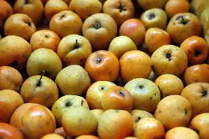 Se desploma 40% producción de tejocote en Calpan