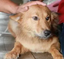 Bebé es rescatada por perro en Tailandia