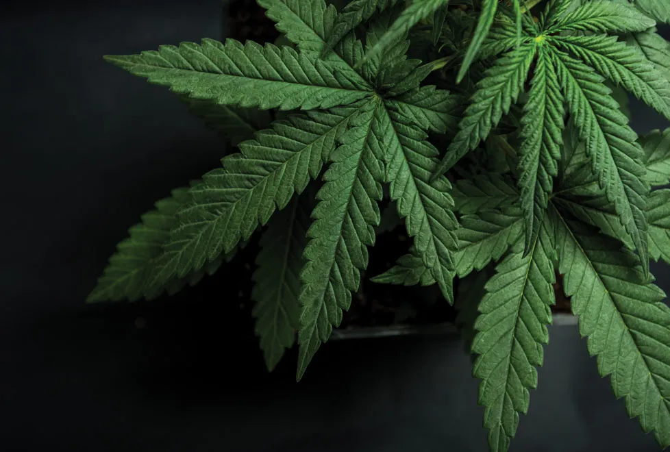 ¡A darle a la mariguaniza!, Corte permite portar más de 5 gramos para consumo personal