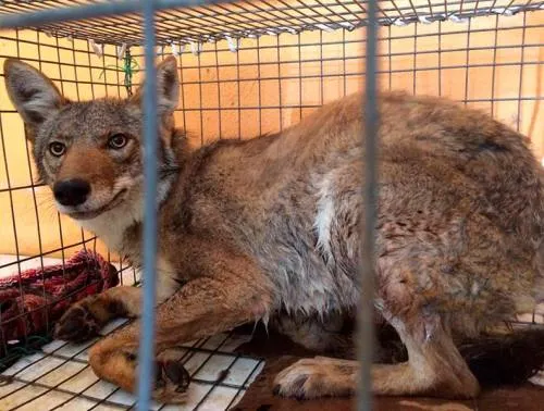 Logran sofocar incendio en Zacatlán; rescatan a coyotes que huyeron tras siniestro