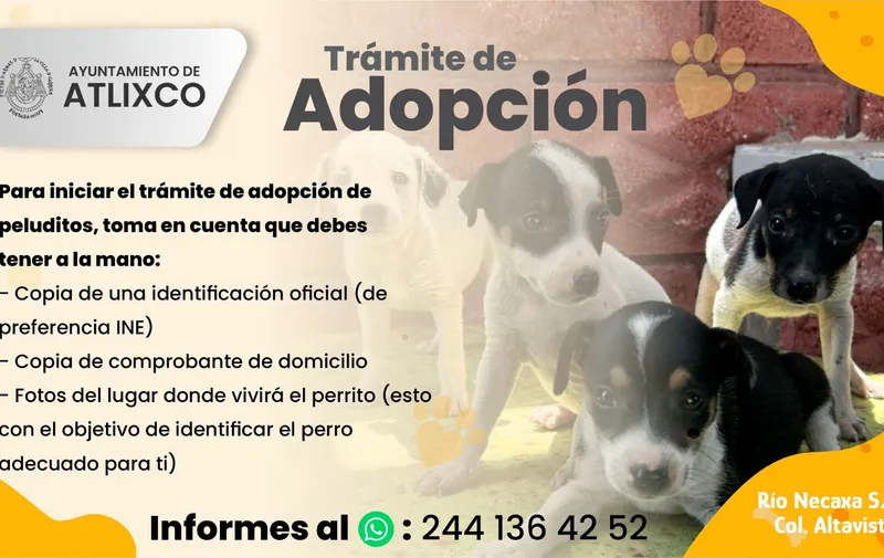 ¡Cambia la vida de un lomito! Conoce cómo adoptar perritos en Atlixco