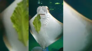 Sorprenden a mantarraya comiendo lechuga