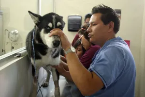 Hospital Veterinario BUAP, ocho años al servicio de Puebla