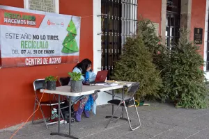 Amplía San Pedro Cholula programa para reciclar árboles navideños