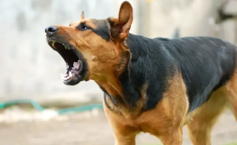 Perro Ladrando