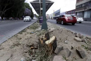 Árboles derribados por Consuleza serán usados como abono
