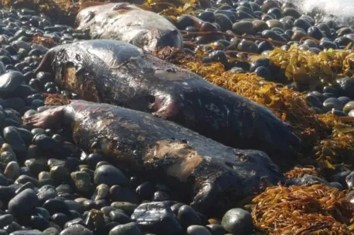 Aparecen más lobos marinos muertos; al parecer los matan a balazos