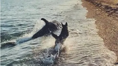 Capta a su perro jugando con un delfín y el video se viraliza en redes sociales