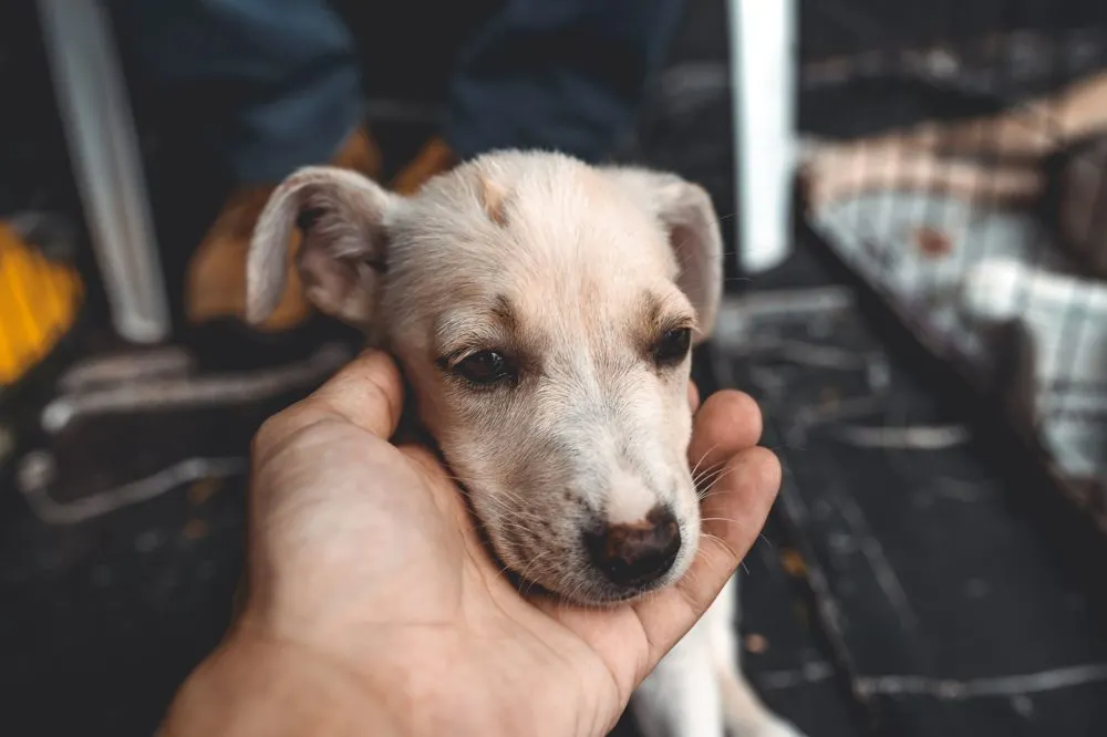 Suspenden adopciones de perros y gatos en Puebla durante Día de Muertos