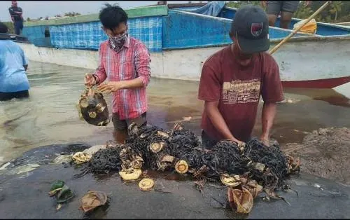 Hallan cachalote muerto con seis kilos de plástico en el estómago en Indonesia