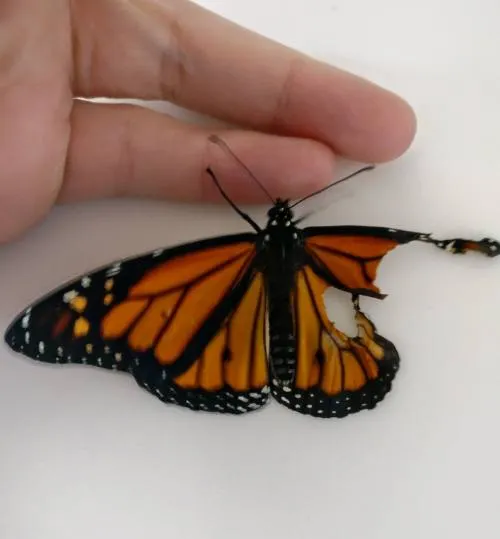 La mujer que hizo un trasplante de alas a una mariposa herida