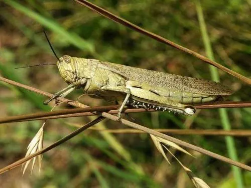 Plaga de insectos amenaza el Mundial de Rusia 2018