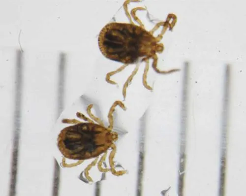 Japón alerta sobre brote de nuevo virus mortal