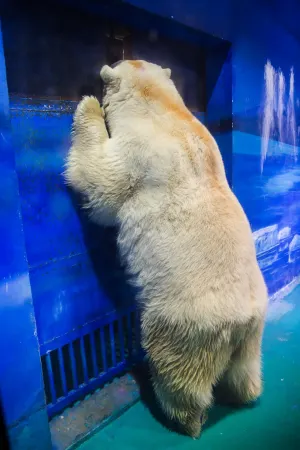 El oso polar más triste del mundo volverá al lugar donde nació