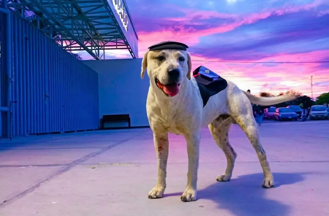 Perrito Ingeniero