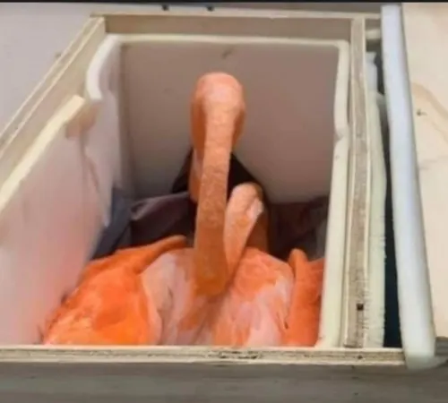 Empaquetan a 6 flamencos rosados, uno muere por deshidratación