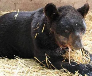 Profepa confirma muerte de oso “Invictus” por afección cardiaca