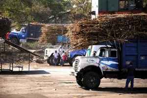 Caída en precio de azúcar endeuda a cañeros