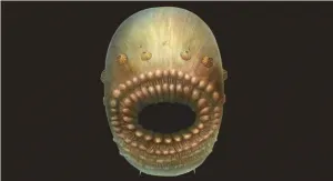 Descubren en China una criatura marina que podría ser el ancestro del ser humano