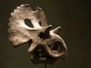 Hallan nueva clase de dinosaurio en desierto de Coahuila
