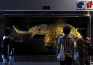 Pequeña mamut ”Yuka” es exhibida en Japón