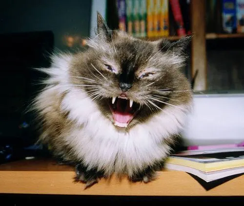 El principal sospechoso de un crimen es un ¿Gato?