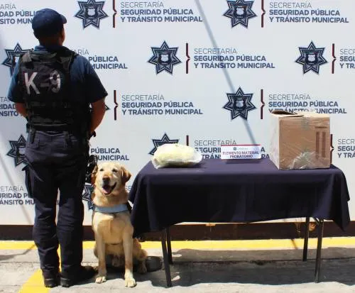 Aseguró unidad canina de la Policía Municipal de Puebla alrededor de 800 gramos de posible marihuana