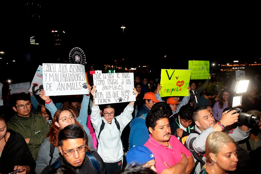 Manif Contra El Maltrato Animal